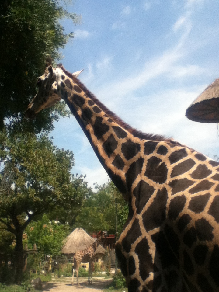 Giraffe zoo BUd