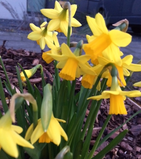 IMG_0372 Ode to the daffodils mar2020 Lu vi